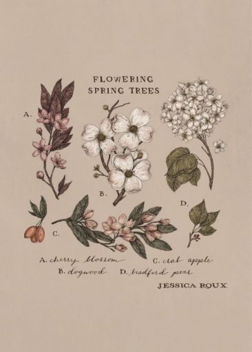 Flowering Spring Trees da Jessica Roux